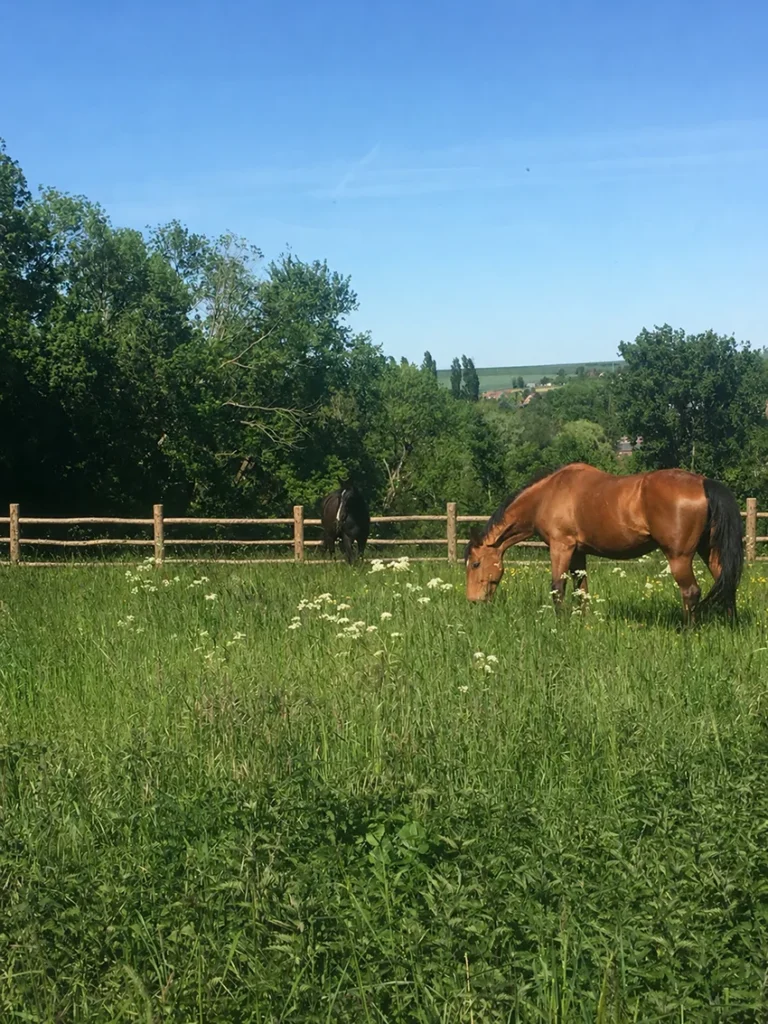 Domaine Revelon